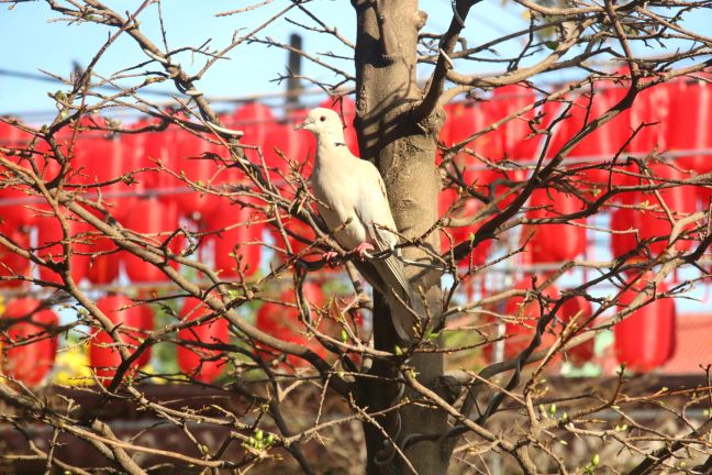 Tứ cú lục bát "Nghinh Tân Xuân"