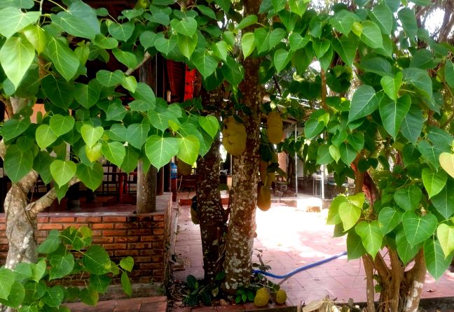 Chùa Phước Trí Ở Đắc Lộc