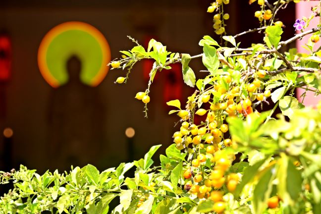 Chùa Phước Quang: Ngôi Ni tự đầu tiên trên đất Phước Đồng