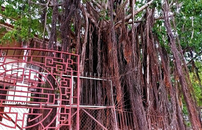 Lên Đồi Cao Sáng Ngày Mưa