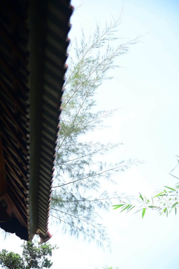 SỰ DỊ BIỆT TẠO NÊN SỰ PHÁT TRIỂN LỚN MẠNH CỦA PHẬT GIÁO 