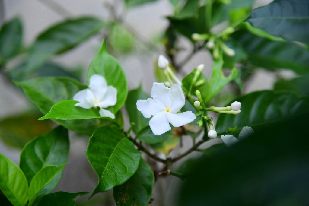 SỰ DỊ BIỆT TẠO NÊN SỰ PHÁT TRIỂN LỚN MẠNH CỦA PHẬT GIÁO 