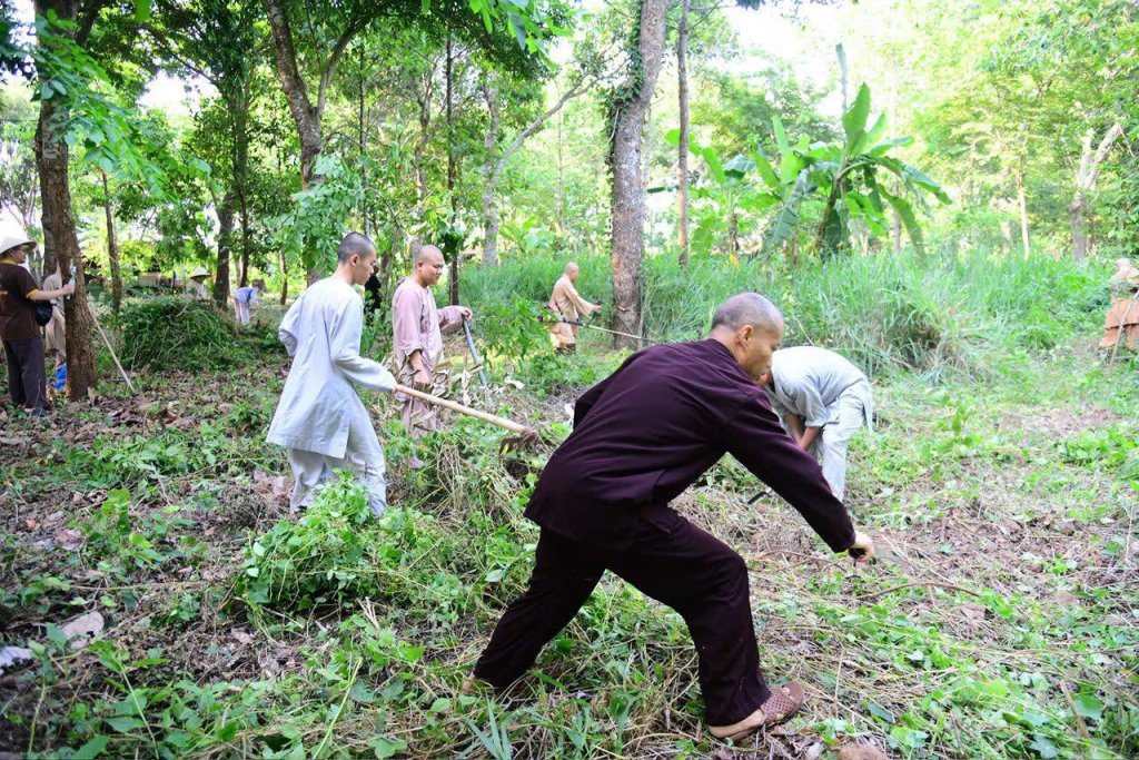 “MỘT NGÀY KHÔNG LÀM, MỘT NGÀY KHÔNG ĂN” – CHƯ HÀNH GIẢ CHẤP TÁC LÀM CỎ TẠI HẠ TRƯỜNG CHÙA GIÁC NGỘ
