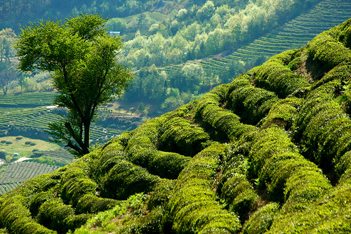 Diễn biến Thiền phái Thái Cổ, Korea
