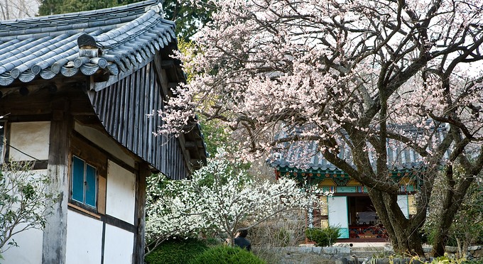 Diễn biến Thiền phái Thái Cổ, Korea