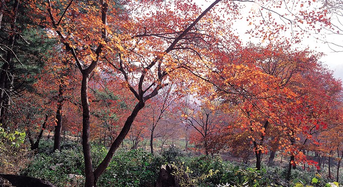 Diễn biến Thiền phái Thái Cổ, Korea