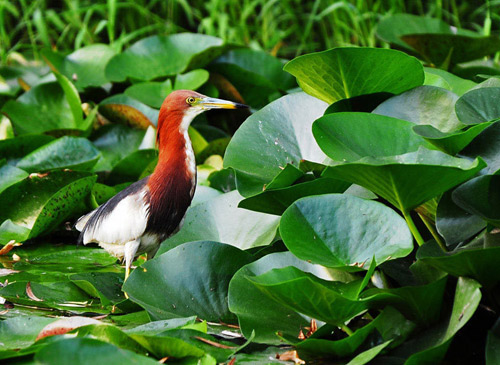 Hoa sen ở thắng cảnh Trung Quốc