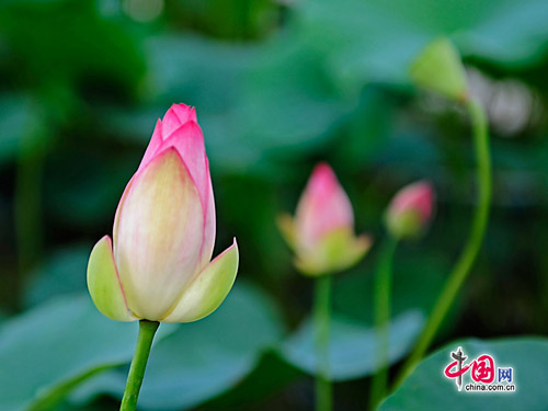 Hoa sen ở thắng cảnh Trung Quốc