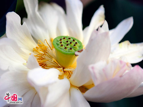 Hoa sen ở thắng cảnh Trung Quốc