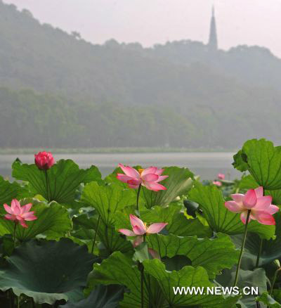 Hoa sen ở thắng cảnh Trung Quốc