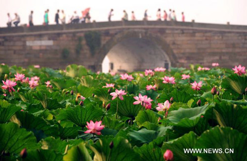 Hoa sen ở thắng cảnh Trung Quốc