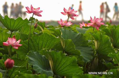 Hoa sen ở thắng cảnh Trung Quốc