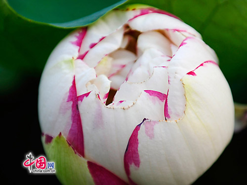 Hoa sen ở thắng cảnh Trung Quốc