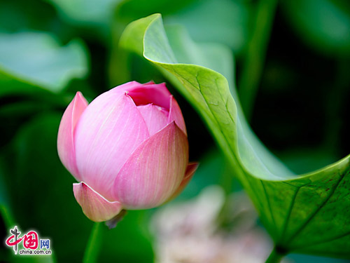 Hoa sen ở thắng cảnh Trung Quốc