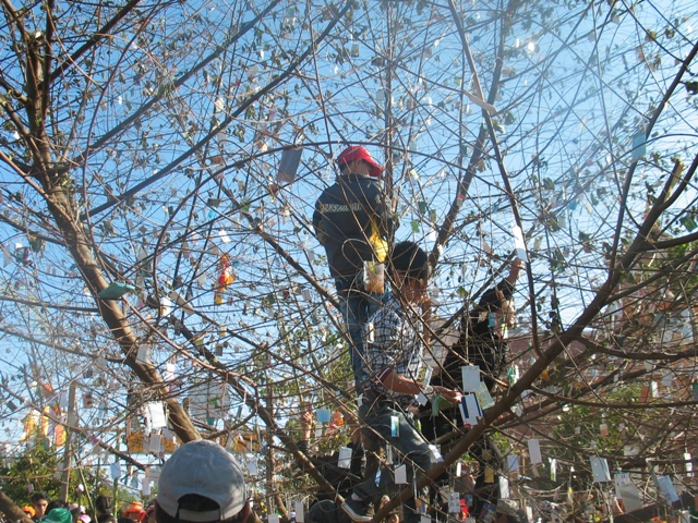 Xuân về trên cao nguyên
