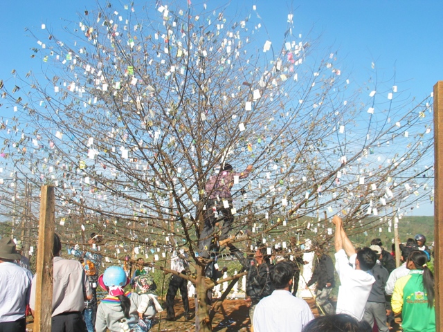 Xuân về trên cao nguyên