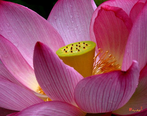 Bạn muốn biết ý nghĩa tám cánh hoa sen là gì? Hãy xem hình ảnh liên quan để tìm hiểu sự kết hợp tuyệt vời giữa hình tượng hoa sen linh thiêng và ý nghĩa sâu sắc của nó.