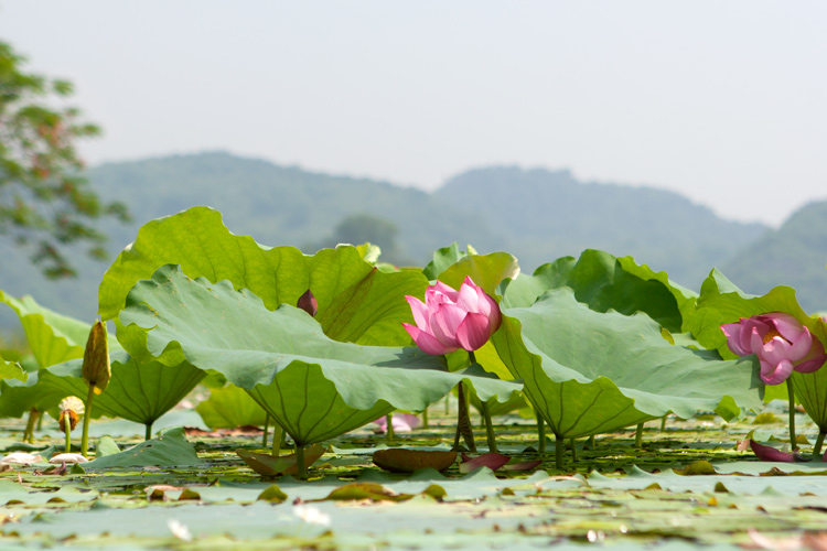 Mùa hoa sen ở hồ Quan Sơn