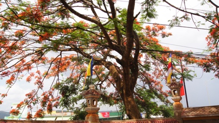 Đăk Nông: Không khí Phật đản tại huyện hội PG Đăk R’lấp