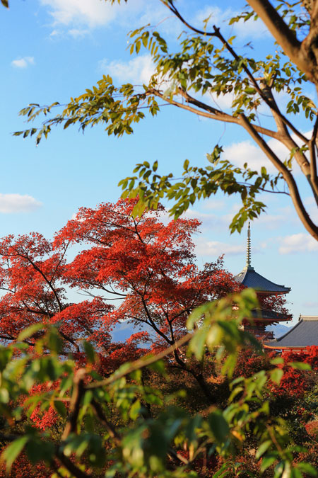 Kyoto - cố đô muôn sắc vào cuối thu