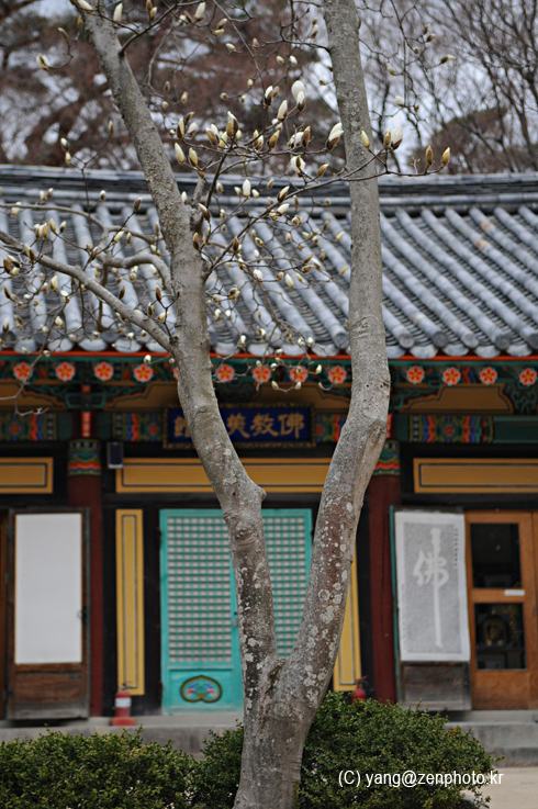 Thăm chùa Bulguksa - Hàn Quốc