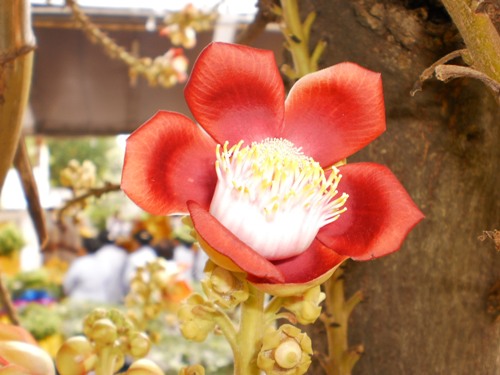 Khóa tu chánh niệm lần thứ 42 tại chùa Liên Trì