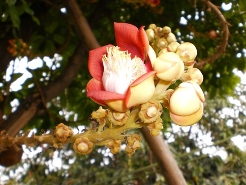Khóa tu chánh niệm lần thứ 42 tại chùa Liên Trì