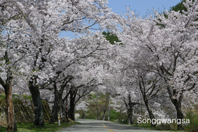 Hình ảnh Đèn, Hoa Tổ đình Songwangsa Hàn Quốc đón mừng Phật Đản