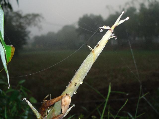 Rét Giêng Xuân