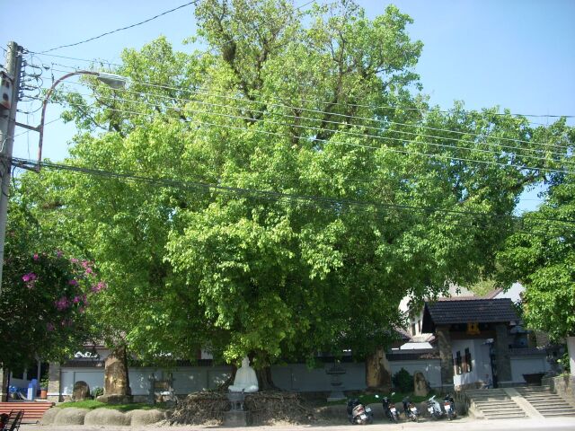 Chùa Lò Gạch &amp; thầy Thích Huệ Tâm