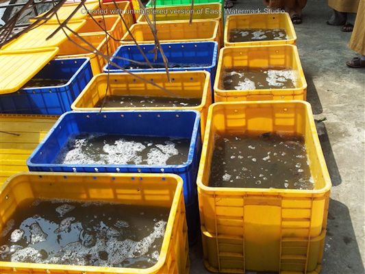 TP.HCM: Pháp hội Dược sư tại chùa Giác Tánh