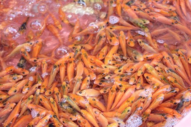 Làn Gió Ấm: Di Lặc du xuân mang yêu thương đến mọi miền