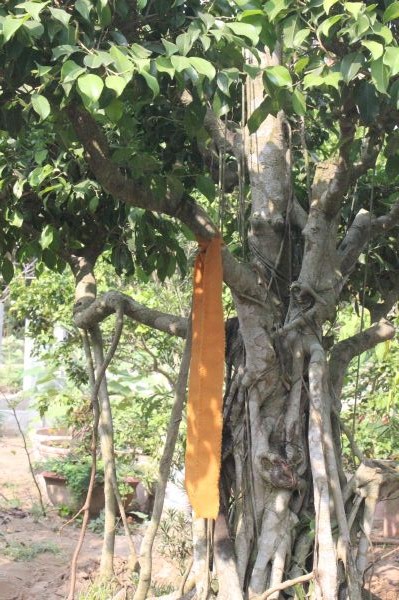 Vĩnh Long: Hàng ngàn Tăng Ni, Phật tử tham dự lễ cung tống kim quan nhập Bảo tháp