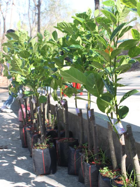 Gieo Hạt Từ Tâm kì 12: Cậu ấm cô chiêu làm nông dân