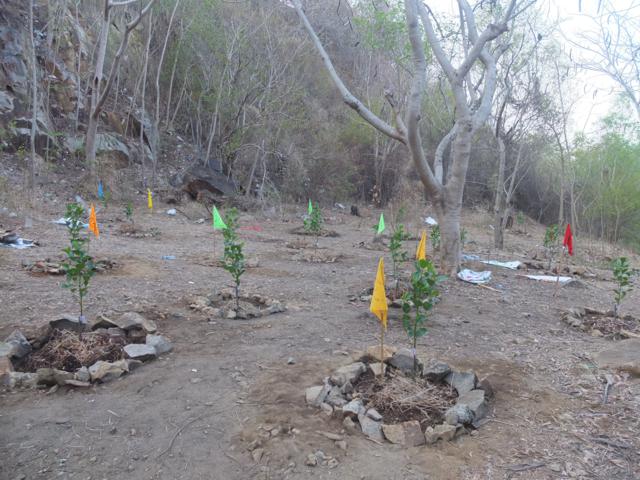 Gieo Hạt Từ Tâm kì 12: Cậu ấm cô chiêu làm nông dân