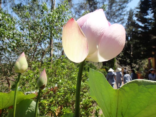 Gieo Hạt Từ Tâm kì 12: Cậu ấm cô chiêu làm nông dân