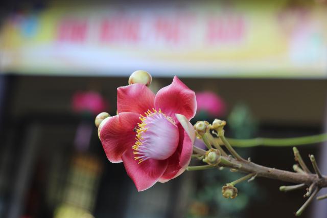 TP.HCM: Thiêng liêng đại lễ tắm Phật sơ sinh tại TV Pháp Hạnh