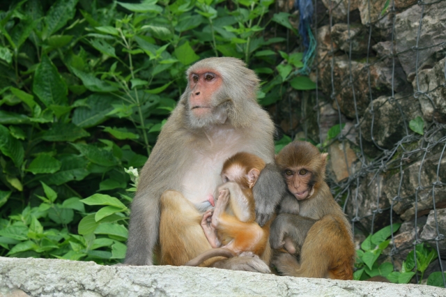 Di sản văn hóa Phật giáo tại Kathmandu - Nepal