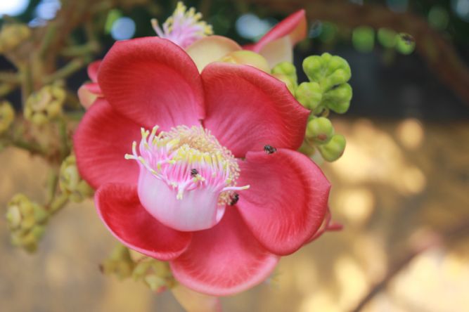 Tiền Giang: Khai mạc khóa tu mùa hè “Vươn tới những ước mơ”