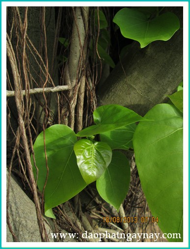 Đồng Nai: Thiền viện Phước Sơn tổ chức Đại lễ Vu Lan Báo Hiếu PL. 2557