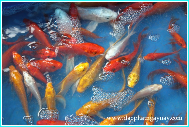 Khóa tu Gieo Hạt Từ Tâm 19: Bé yêu muôn loài