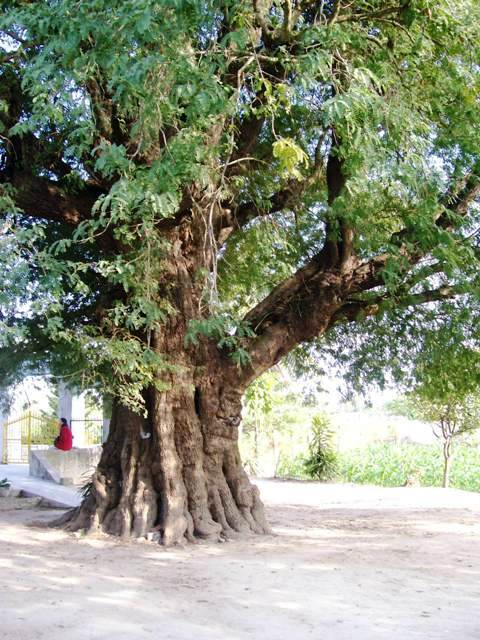 Khánh Hòa: Lễ Húy kỵ lần thứ 81 Tổ Phước Tường