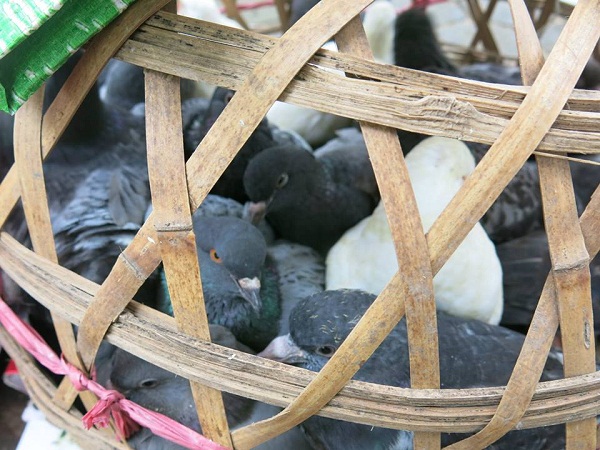 Hà Nội: CLB Niềm Tin Chánh Pháp tổ chức lễ phóng sinh
