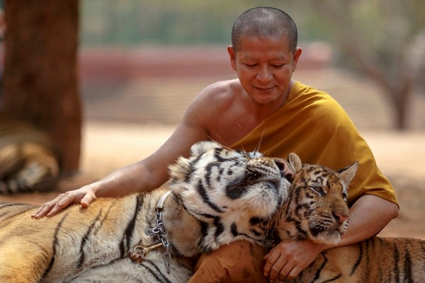 Thái Lan: Nhà sư nuôi Hổ và Hổ hiền ngoan thân thiện