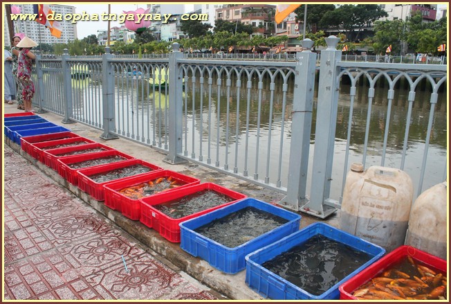 TP. HCM: Phật giáo Phú Nhuận chào mừng Phật đản PL 2559