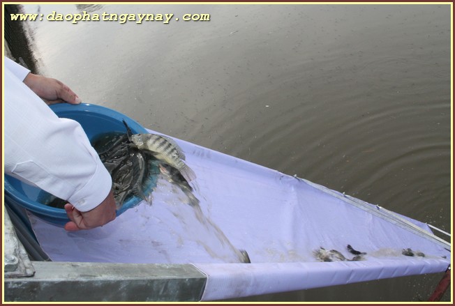 TP. HCM: Phật giáo Phú Nhuận chào mừng Phật đản PL 2559