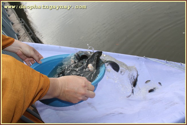 TP. HCM: Phật giáo Phú Nhuận chào mừng Phật đản PL 2559