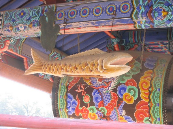 Chùm ảnh mõ Kình Ngư Hàn Quốc