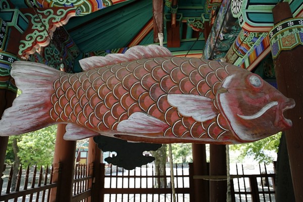 Chùm ảnh mõ Kình Ngư Hàn Quốc