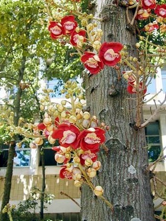 Các Thánh tích Phật giáo tại Ấn Độ